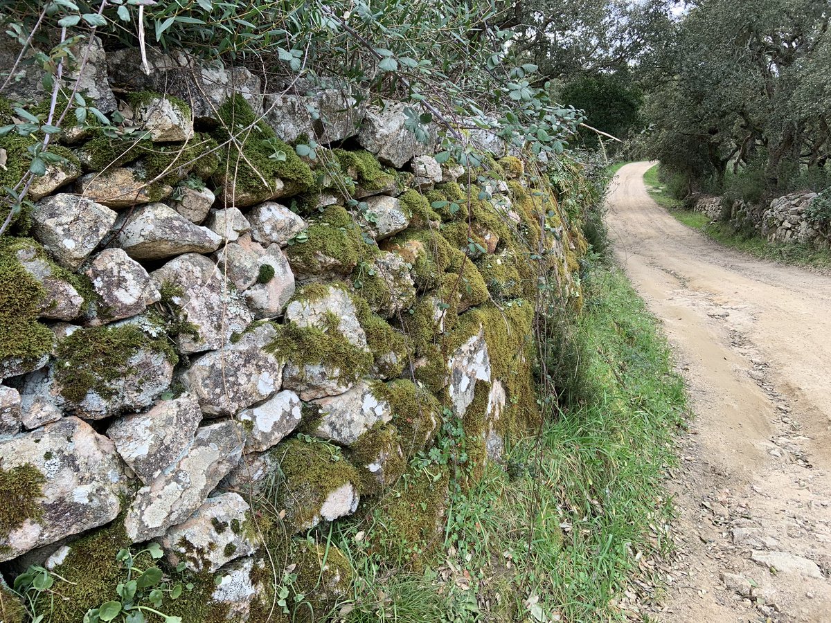 LiveInSardinia's tweet photo. Afternoon walk to relax and enjoy the peaceful countryside
#ThisIsSardinia #LiveInSardinia #Сардиния
#Sardaigne #Sardinien #VisitSardinia #サルディニア #撒丁岛 #Cerdeña #Italia #Italy #Sardinie #Sardīnija #bluezone #italinalife #mediterraneanliving #relax #naturelover #rural https://t.co/W4usXRoYGS
