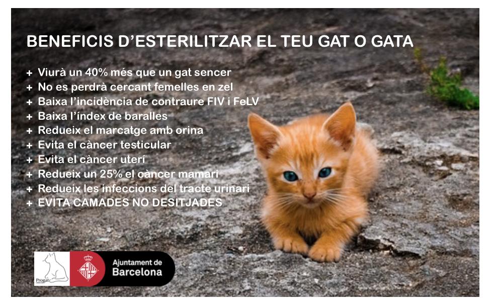 ProgatCatalunya's tweet photo. Descobreix els beneficis d' #esterilitzar el teu #gat o #gata 💚🐱 https://t.co/apxNLxe69T