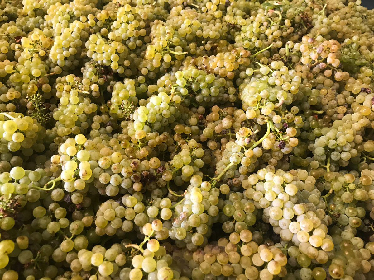 Premier jour de #vendanges pour nous en #Australie.
Au programme du jour : les #Chardonnays de Landsborough sous le soleil Australien! Nous allons surement commencer les #Syrahs la semaine prochaine, un beau millésime en perspective !