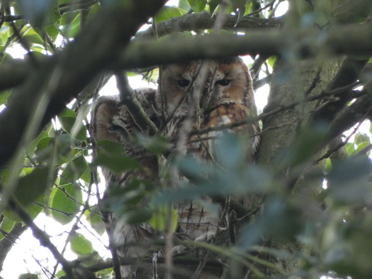JamesTimms5's tweet photo. Slightly better pics of the Tawny Owls deep in Holly in #RytonWood @WKWT today, largely due to the wind often blowing the branches out of the way. ππ@NatureUK @Britnatureguide @WestMidBirdClub @WestMidsBirding @WildlifeTrusts @britishbirds https://t.co/ui1or45D4y