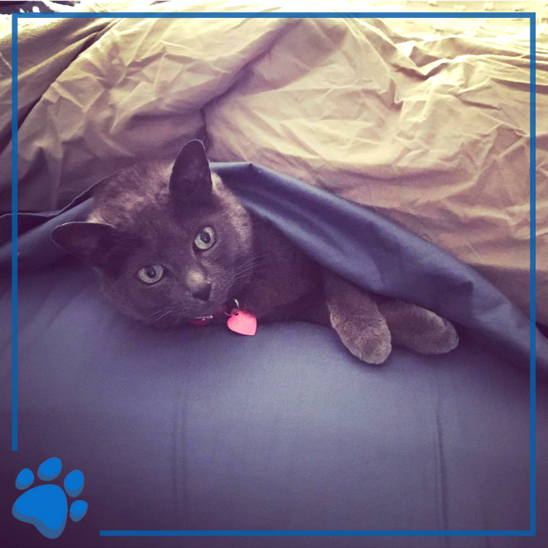 NationwidePet's tweet photo. Smokey knows how to start the week right, which is why we love having you in the family! May your Mondays always be filled with warm blankets and opportunities to sleep in. #NationwidePet #PetsofNW #MemberMonday #PetsofTwitter https://t.co/RwTRwdQVpU