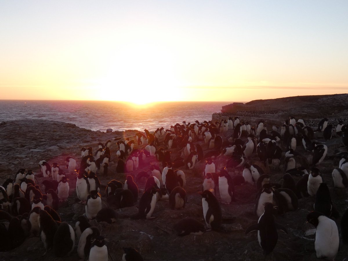 Most beautiful sunset I have ever experienced #sunset #southernrockhopperpenguins #sealionisland #falklandislands #iphone8 #wildlifephotography #beautiful #peaceful #wildlife #breathtaking #rookery