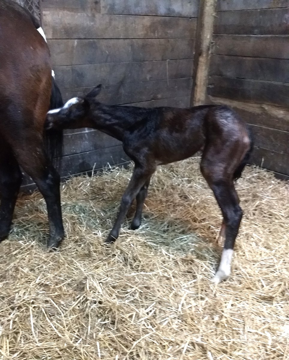 OurNJhorses's tweet photo. It has been a rough few weeks -- we lost 2 foals and a mare. Then last night during the snow storm, this beauty appeared. Not sure how many Kittens Joy Jersey-breds there are, but we are excited that she is here. https://t.co/3juVwAPCHD
