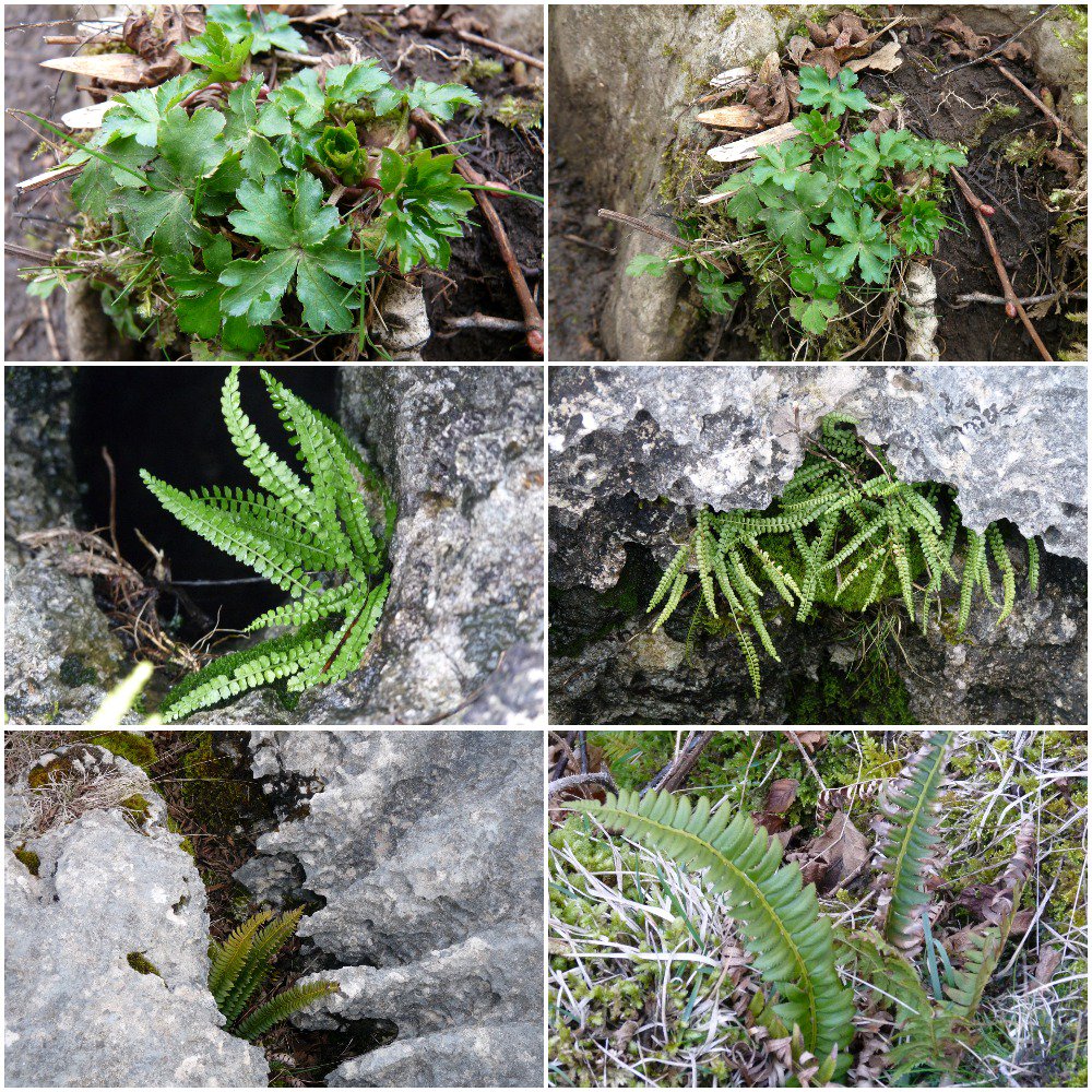 BryanYorke's tweet photo. Checking up on one or two today on Hutton Roof - Sanicle, Green Spleenwort and Holly Ferns. @BSBIbotany @FernBPS @duckinwales @thenewgalaxy @wildflower_hour https://t.co/s7MU5DFbj4