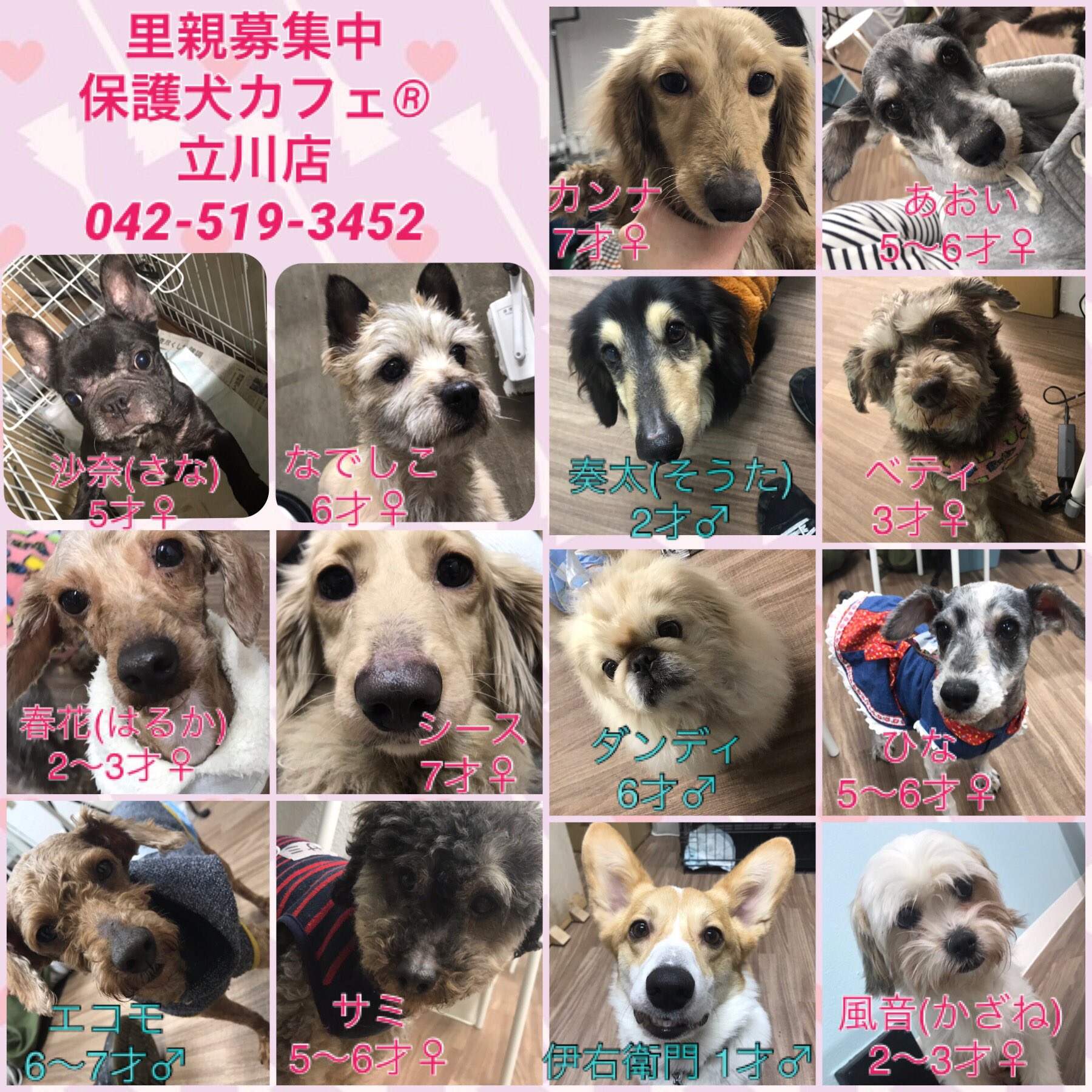 保護犬カフェ 立川店 En Twitter 立川店のオープニングメンバーです 伊右衛門君は他のワンちゃんが 大の苦手な子です しっかり向き合っていただける家族募集中です 沙奈ちゃんはお腹に虫がいた為 別室で里親募集をしております