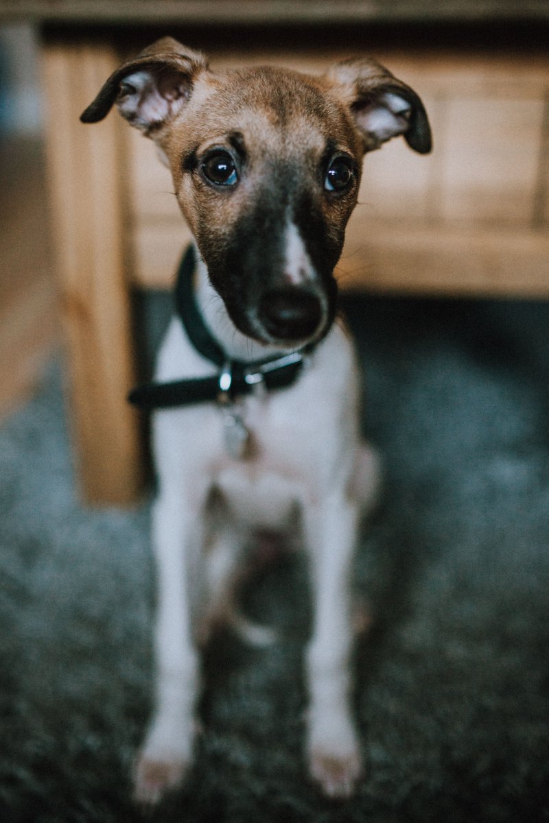 Activ4V's tweet photo. The face you make when you wake up and realize the weekend is over... 😥😂 
.
.
.
#vetrelief #dvm #reliefvet #veterinarian #fortheloveofpets https://t.co/qjAjwUExV1