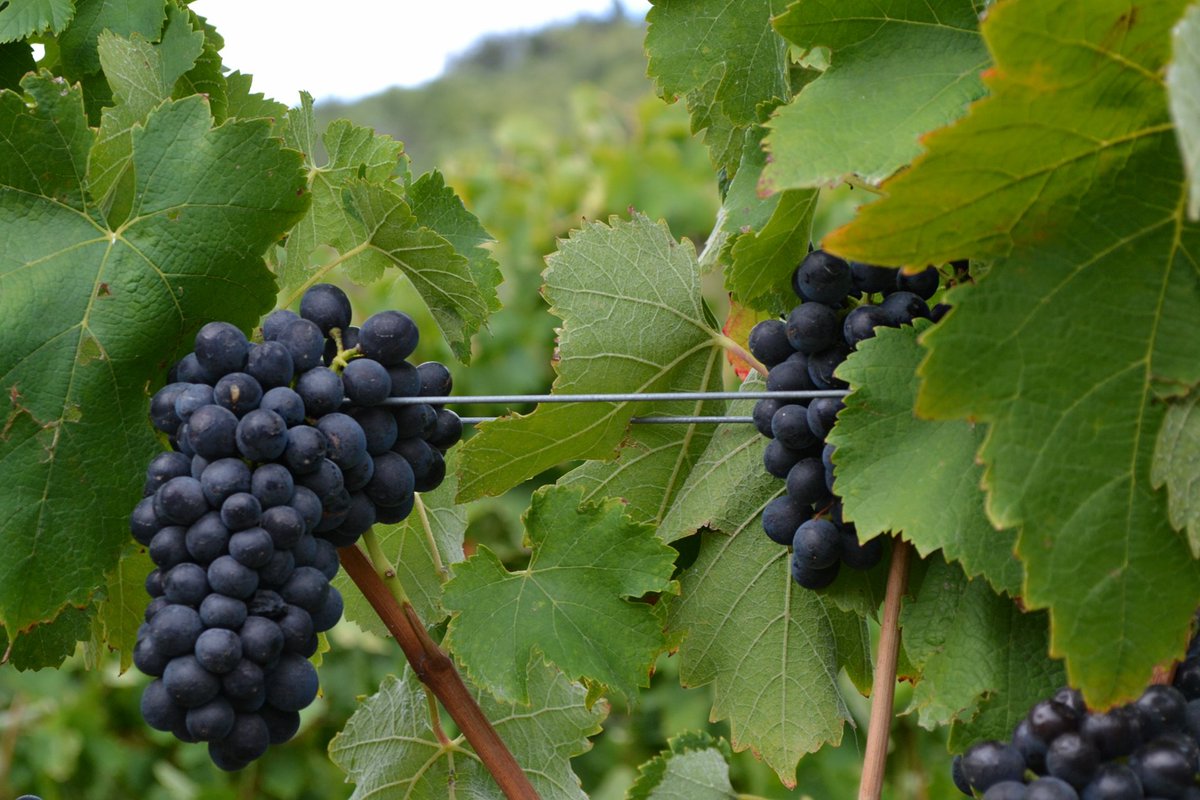 highroadwines's tweet photo. Our juicy hand crafted @highroadwines harvest is happening and the picking has begun! 🍇👌
#thehighroadwines #highroadpractices #handcrafted #boutique #wine #fruity #juicy #harvest https://t.co/AT0rQq4CWP