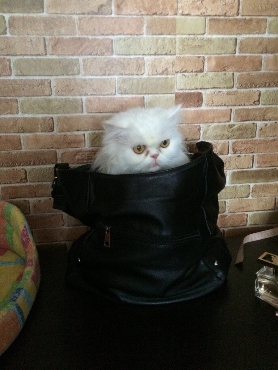 DipperRap's tweet photo. ну как вам? моя киса достойна твоего лайка? 💕👌 https://t.co/uUZc55l1ds