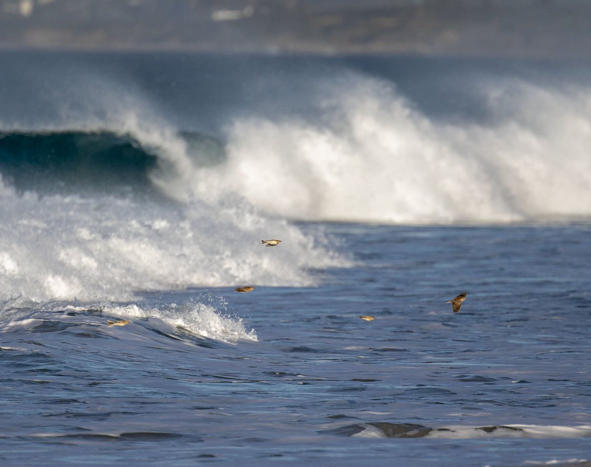 Skylarks arriving from Morocco over Los Lances beach, Tarifa in gale force Levanter -- think the camera did rather well to pick them up