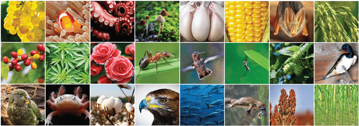 PacBio (@pacbio) on Twitter photo ICYMI: We announced the SIX finalists for the latest Plant & Animal #SMRT Grant w/ <a href="/histogenetics/">HistoGenetics</a> and voting in now open! Will you #GoForScabra, stick with the Tick, or Team #TameFox? Our spies tell us it's a close race at the top! ow.ly/l3ID50myD0a ICYMI: We announced the SIX finalists for the latest Plant & Animal #SMRT Grant w/ <a href="/histogenetics/">HistoGenetics</a> and voting in now open! Will you #GoForScabra, stick with the Tick, or Team #TameFox? Our spies tell us it's a close race at the top! ow.ly/l3ID50myD0a