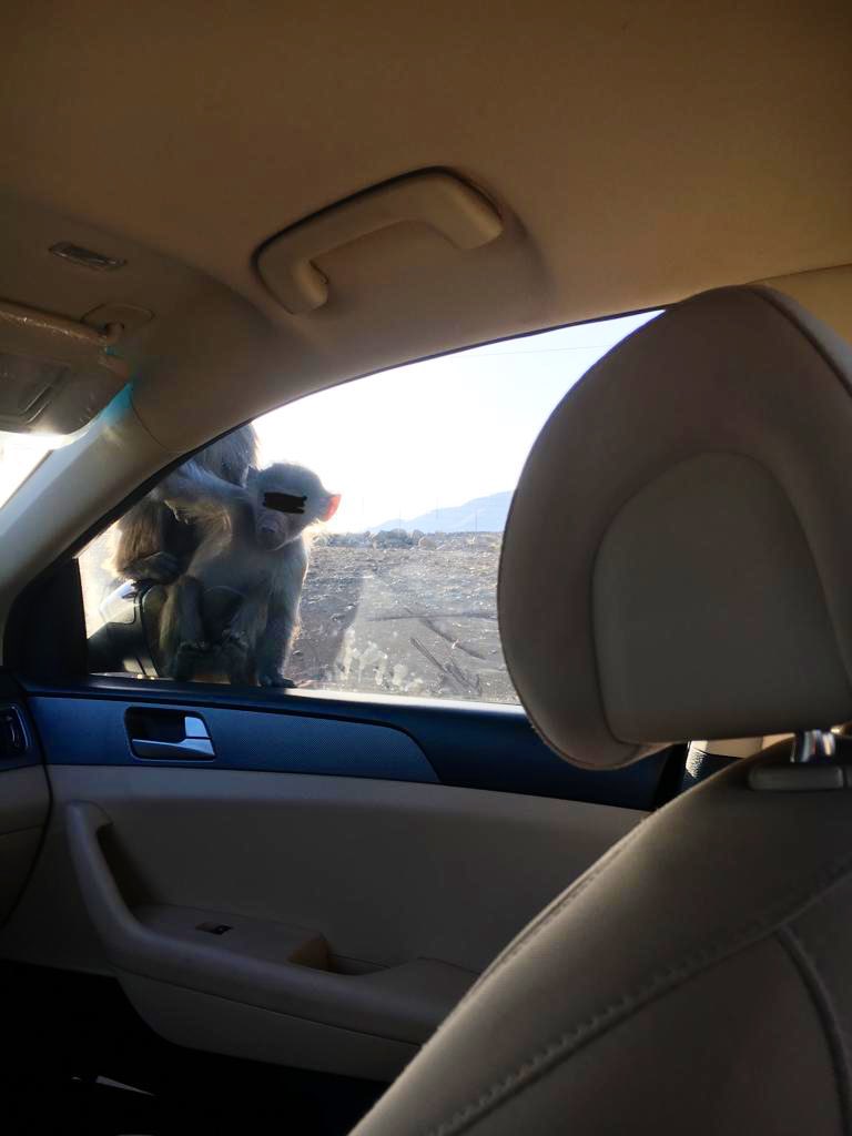 alhikmahtravel's tweet photo. All checked in & enjoying Madinah as we speak. Here are a few snaps from our customer on their way to Madinah.
The family had an unexpected visit from a few locals on their trip!
#TailoredPackages
#YourTravelCompanion
#OurCustomersOurGuest
#TheWiseChoiceForYou
#ByYourSide247 https://t.co/oMXSDCscit