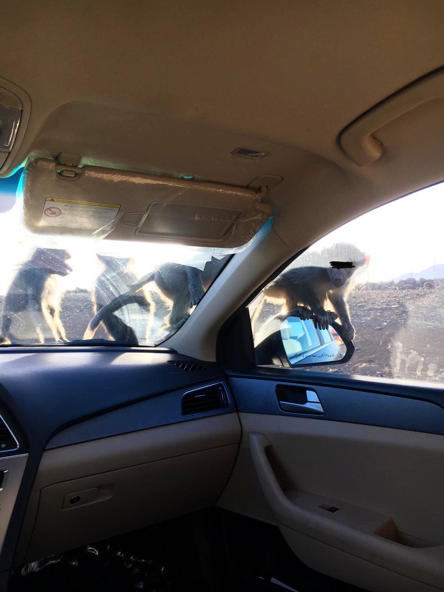 alhikmahtravel's tweet photo. All checked in & enjoying Madinah as we speak. Here are a few snaps from our customer on their way to Madinah.
The family had an unexpected visit from a few locals on their trip!
#TailoredPackages
#YourTravelCompanion
#OurCustomersOurGuest
#TheWiseChoiceForYou
#ByYourSide247 https://t.co/oMXSDCscit
