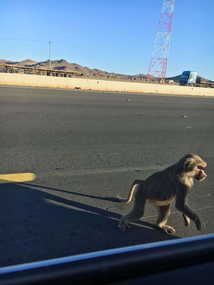 alhikmahtravel's tweet photo. All checked in & enjoying Madinah as we speak. Here are a few snaps from our customer on their way to Madinah.
The family had an unexpected visit from a few locals on their trip!
#TailoredPackages
#YourTravelCompanion
#OurCustomersOurGuest
#TheWiseChoiceForYou
#ByYourSide247 https://t.co/oMXSDCscit