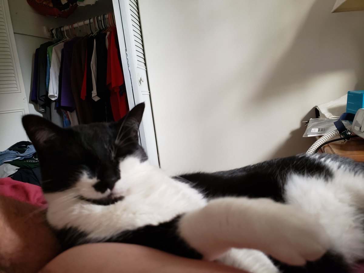 Bob_The_BearXXX's tweet photo. Priscilla is being such a good sweetie girl right now. 🐻❤️🐱 #kittybear #bearkitty https://t.co/e1Fu6COnnL