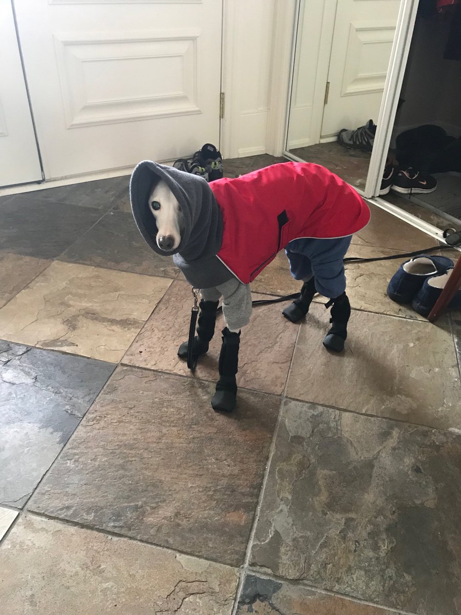 MLPeters84's tweet photo. What do you think of Pekoe’s runway winter look? #slayingthelook #lovethatdog https://t.co/clzFxz3EPV