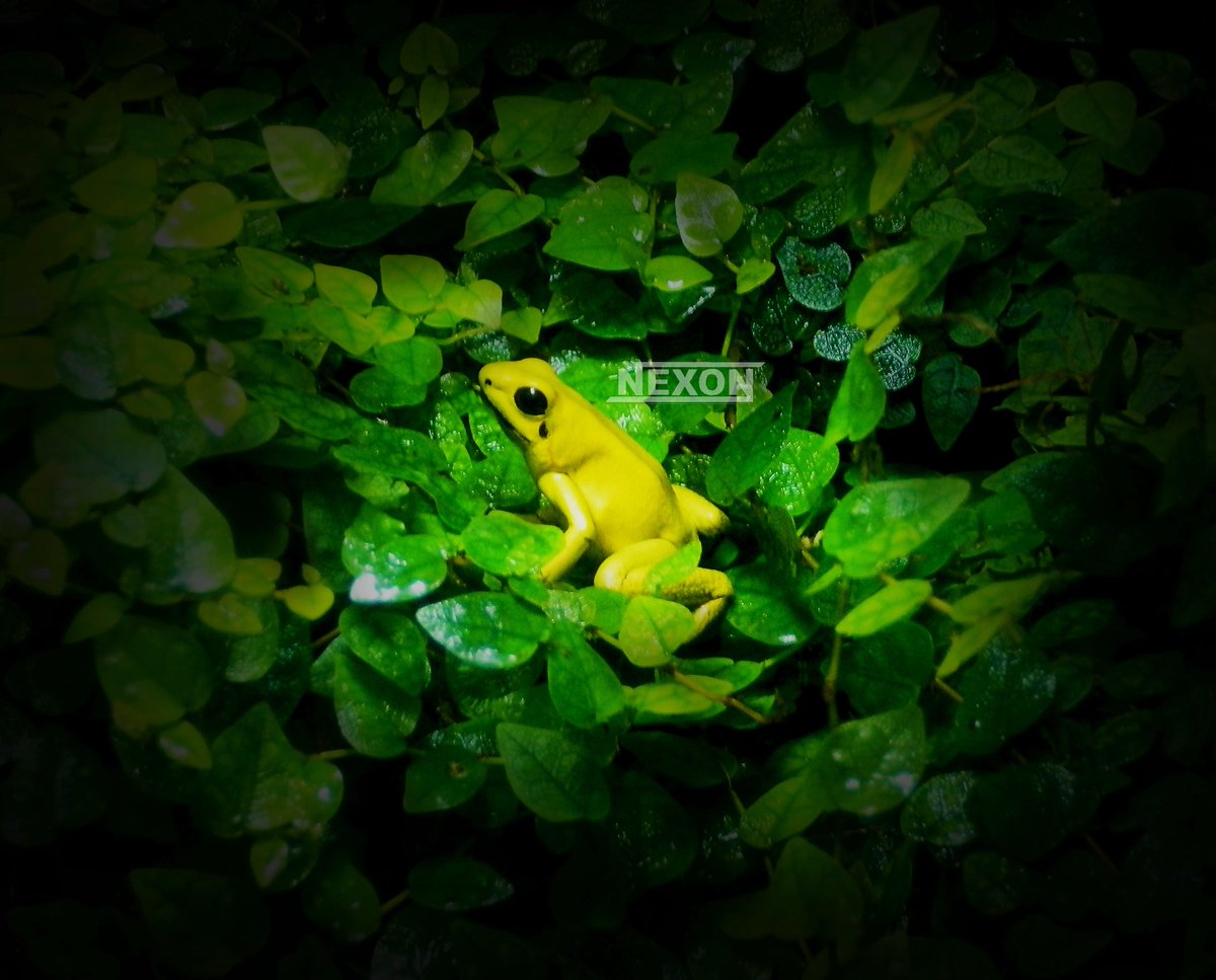 Nexon_Exotics's tweet photo. Phyllobates Terribilis 🐸📸 https://t.co/faSTdLOYEy