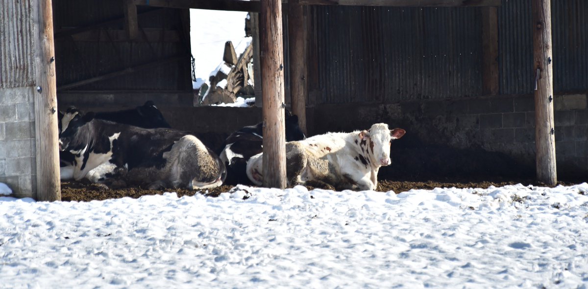 SuzetteLNP's tweet photo. I believe it's time for a spring bath for these cows that took cover enjoying the sunshine at the edge of a lean-to in Pequea Township. @LancasterOnline #lancastersnow https://t.co/chQ0tAwsvK