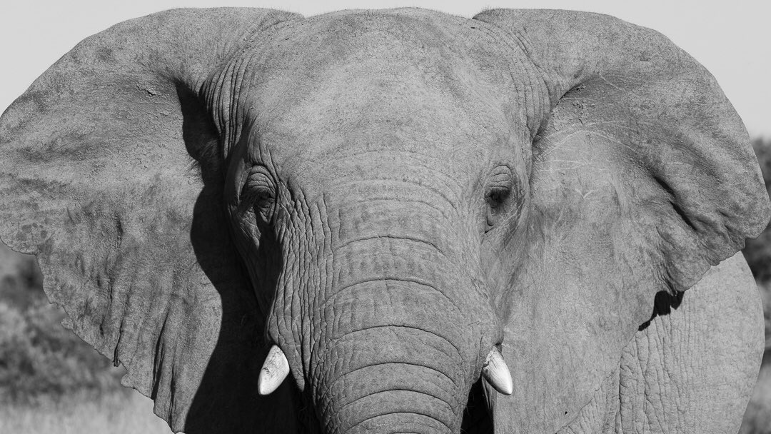 An elephant close up at Welgevonden Game Reserve.

#safari #southafrica #elephant #africa