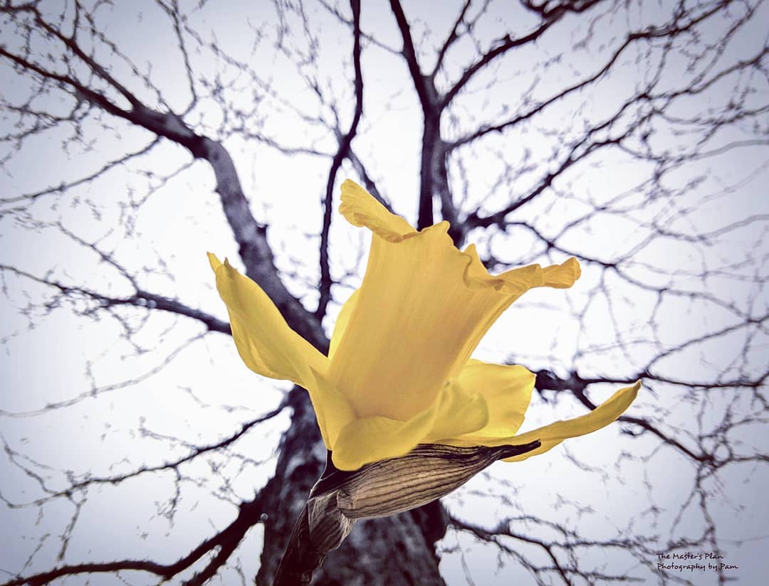 MastersPlan3's tweet photo. Give your minds to the things that are above, not to the things that are on the earth. Colossians 3:2
We miss so much when we don't look up! God has got you! Keep looking up! #MondayMotivation #bibleverse #theMastersPlan #daffodils #votd #potd #truth https://t.co/0YbRHSFYnG