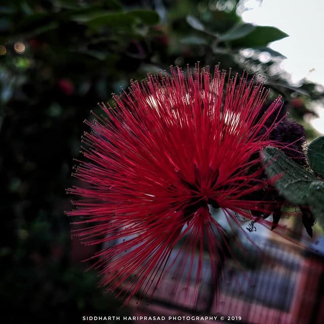 IamSiddharthHP's tweet photo. Find Clarity in Chaos.
Flower (4/6)
.
Camera: OnePlus 6 (@oneplus_india ) with Google Pixel Cam (@googlepixel )
Touched on : @snapseed.in .
#SiddharthHariprasadPhotography #ShotOnOnePlus #ShotOnOnePlus6 #ShotWithGooglePixelCam #GooglePixelCam #GooglePix… https://t.co/zZVLTUOL50 https://t.co/X1Lm2Mgxdz