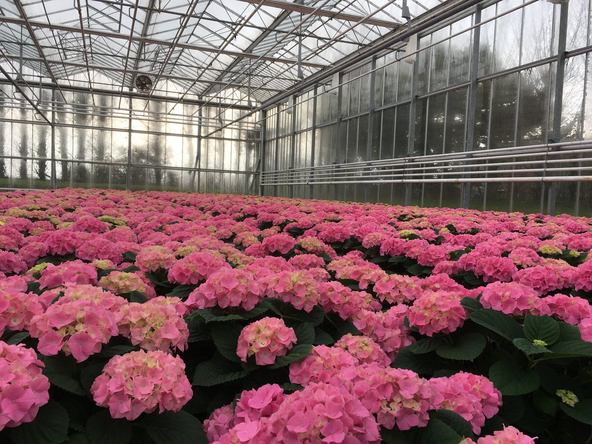A little bit of pink to brighten up your rainy day.... #britishgrown #hydrangeas