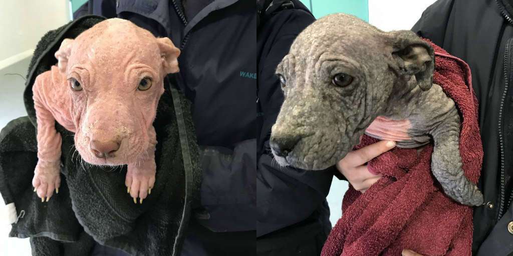 world_zen's tweet photo. Man Abandons 3 Bald Puppies At Vet Practice https://t.co/G8sj2CQsHc https://t.co/j19St5NJTL