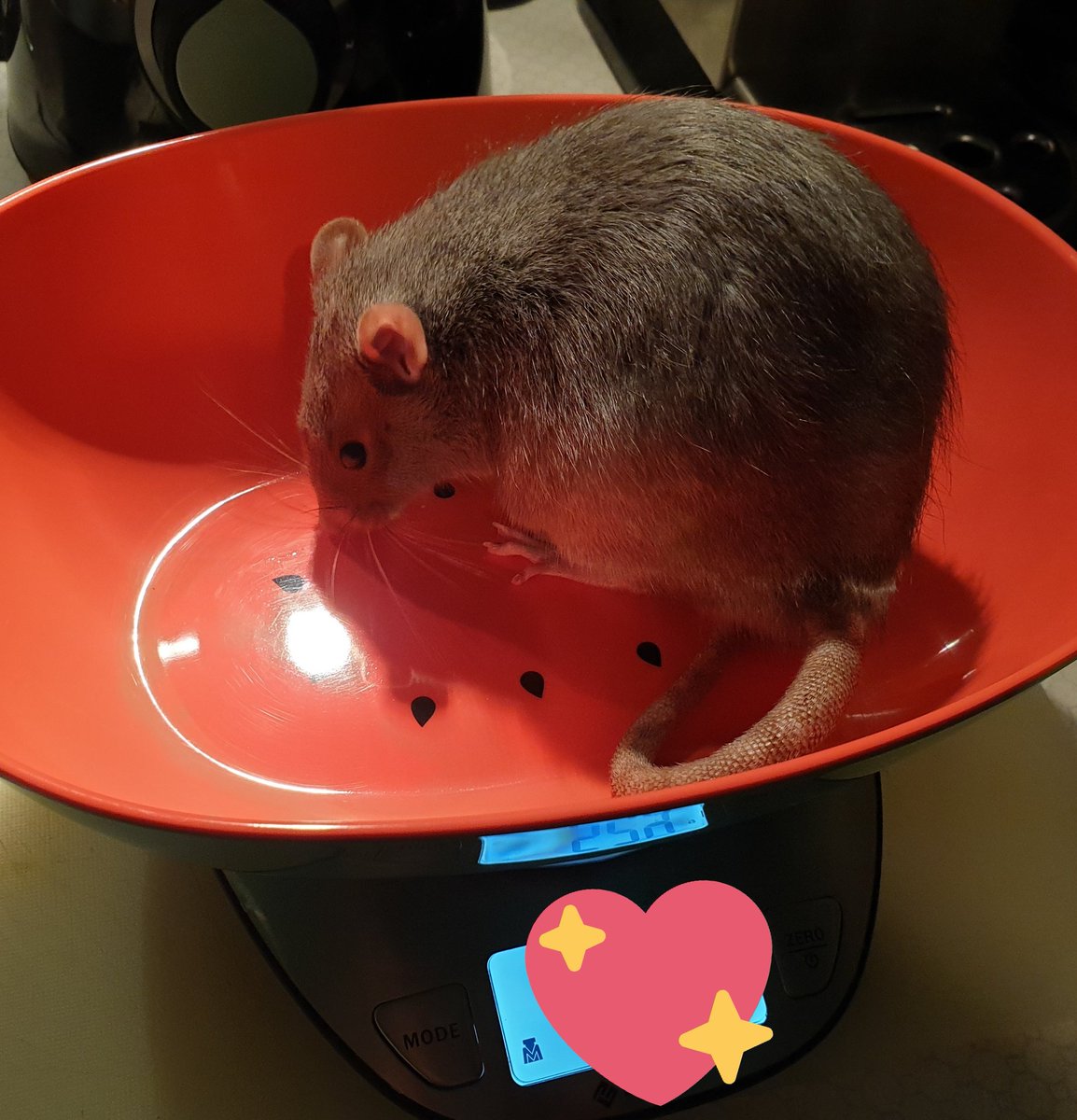 NekoKenren's tweet photo. Heute ist der wöchentliche Wiege-Tag für die Monster. ♡
#ratcontent https://t.co/eBk5QTbBWS