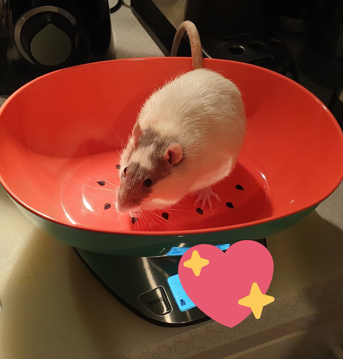 NekoKenren's tweet photo. Heute ist der wöchentliche Wiege-Tag für die Monster. ♡
#ratcontent https://t.co/eBk5QTbBWS
