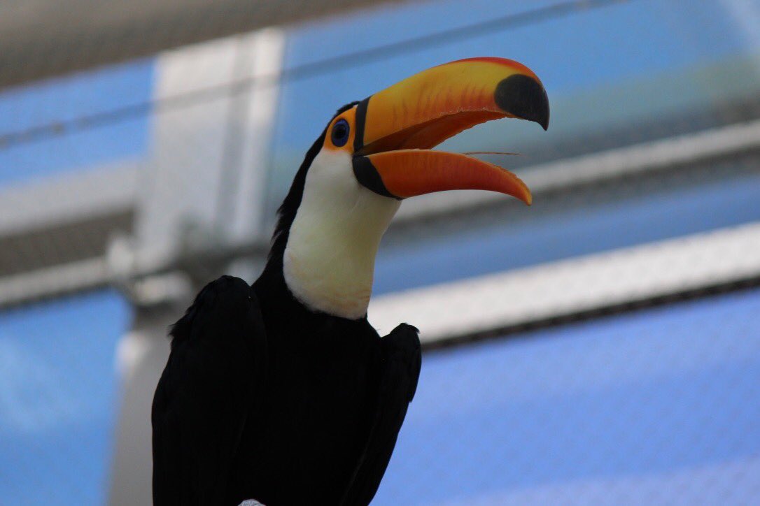 hiyokame1's tweet photo. アサーー！！
#オニオオハシ #オオハシ #托哥巨嘴鳥 #鞭苔巨嘴鳥 #大嘴鳥 #토코투칸 #투칸 #TocoToucan #CommonToucan #toucan #RamphastosToco
#バードランド #オーワールド #버드랜드 #오월드 #BirdLand #Oworld https://t.co/Z6sIZgOfnz