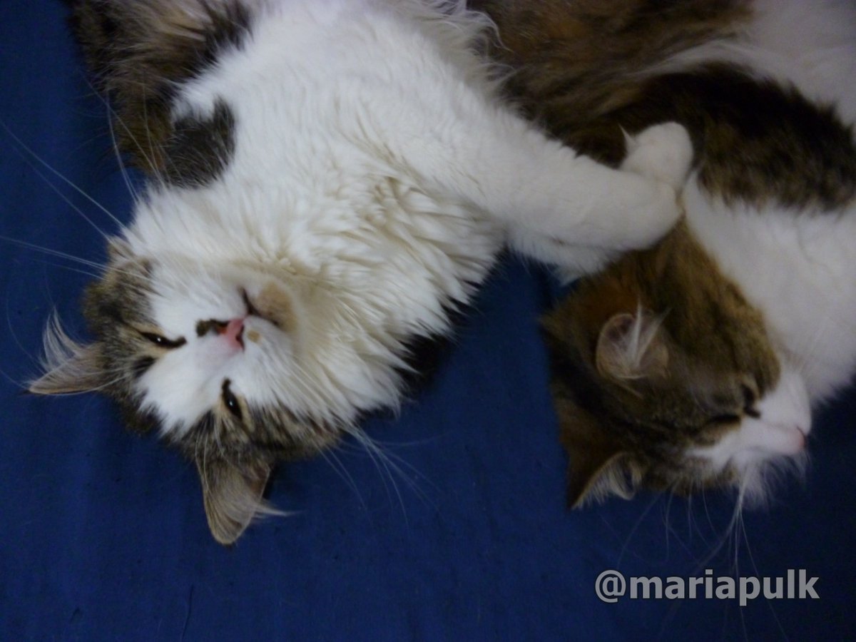 🌈Coop, 🌈Willow, 🌈Smokey & Mummy Maria tweet media