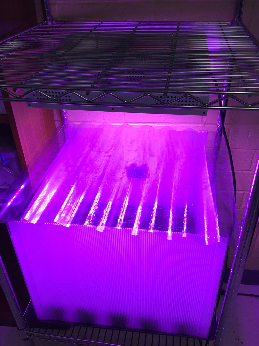 mrStonerScience's tweet photo. Growing vegetables indoors (hopefully)! #alienlight https://t.co/Q6qV8EM7oT