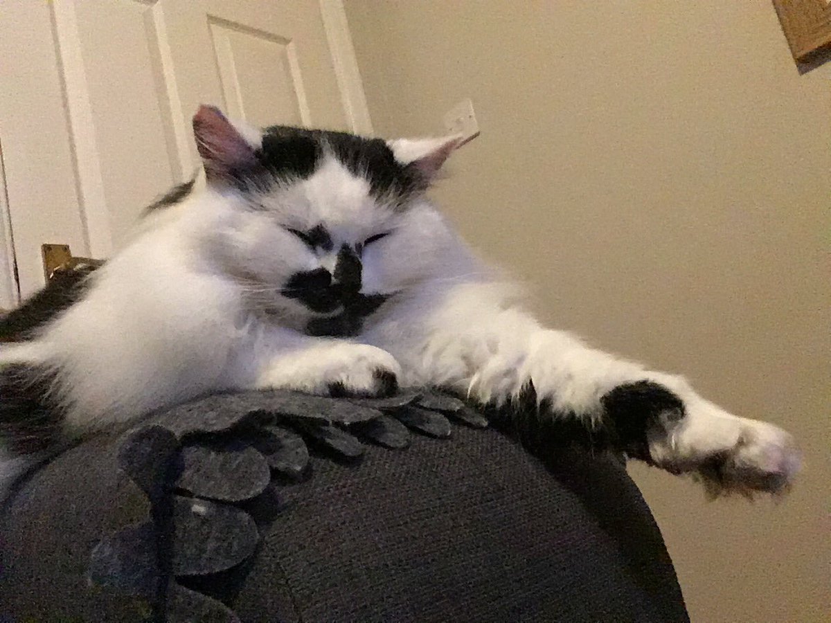 fabulouslyfluf2's tweet image. Hooman: hey kitty, I need a pic of you doing that loaf thing for Twitter.
Cat: like dis?
Hooman: sigh, that’ll do. #KittyLoafMonday #kittyLoafMondayFail #CatsAreInCharge #CatsofTwitter #cat #cats #fluffy