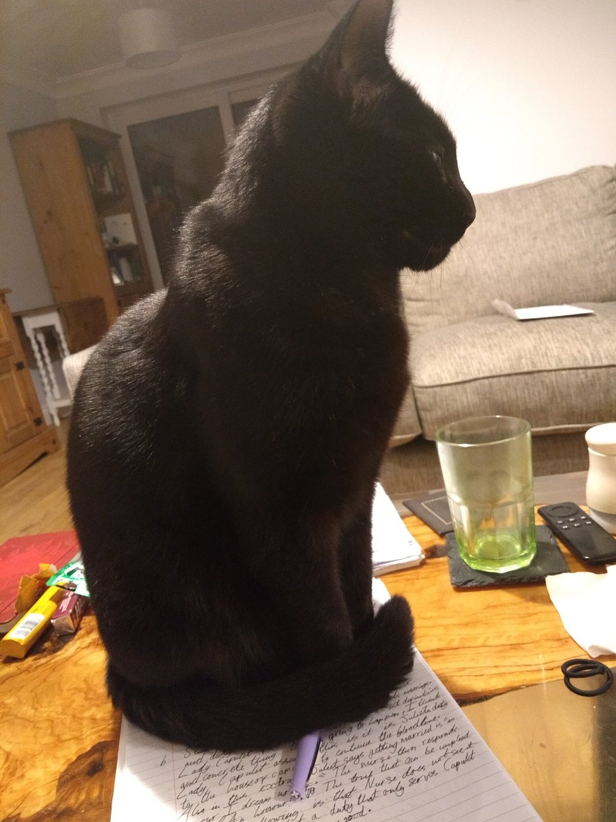 When your pet gets in the way of marking/homework! 🙈