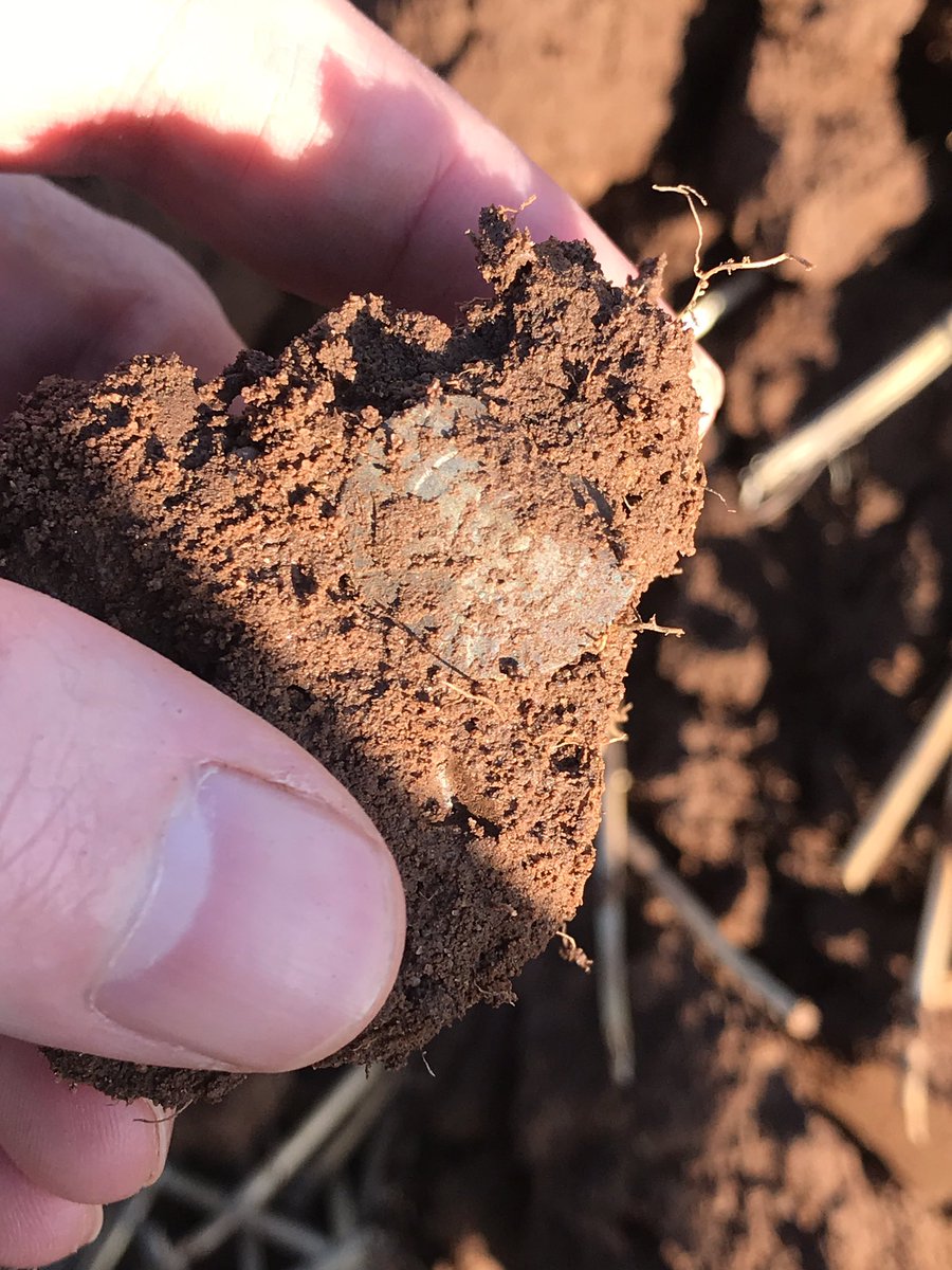 scottylar's tweet image. This is one of my favourite photographs of the past few weeks. Quite possibly the first time that this coin had seen the light of day in over 700 years &amp;amp; at that precise moment in time, still untouched by a human hand since the person who dropped it all those years ago. I love it