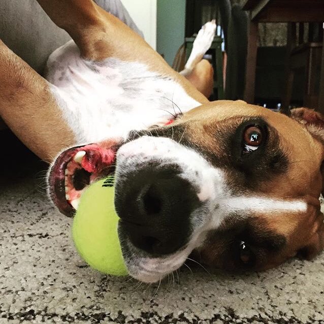 JohnDawsonFox26's tweet photo. Happy Monday from my buddy @Sam_the_Boxer https://t.co/YwBg1Aif1D