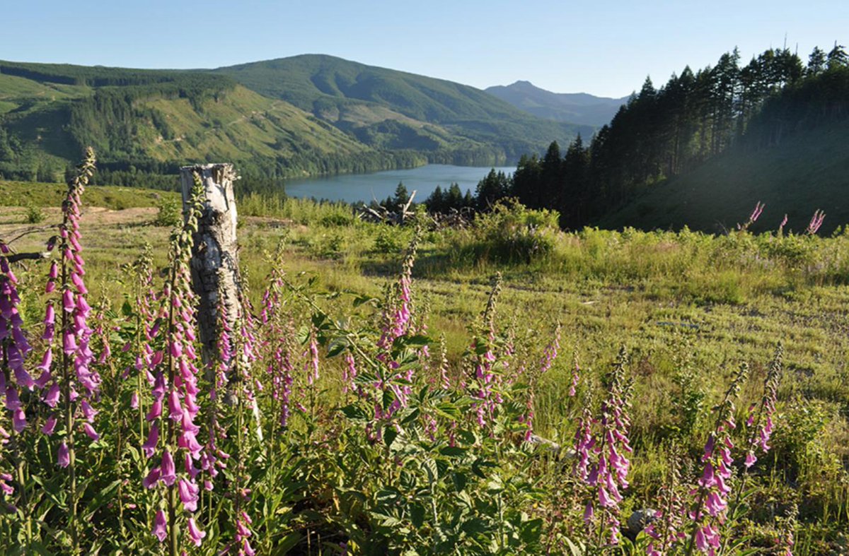 The best meditation we know is trail running on this Mind&amp;Body Monday. It brings the same reward as meditation without the sitting still part. #GiffordPinchotNationalForest
.
.
.
#Mind&amp;BodyMonday #trailrunning #washingtontrails #giffordpinchot #zen
