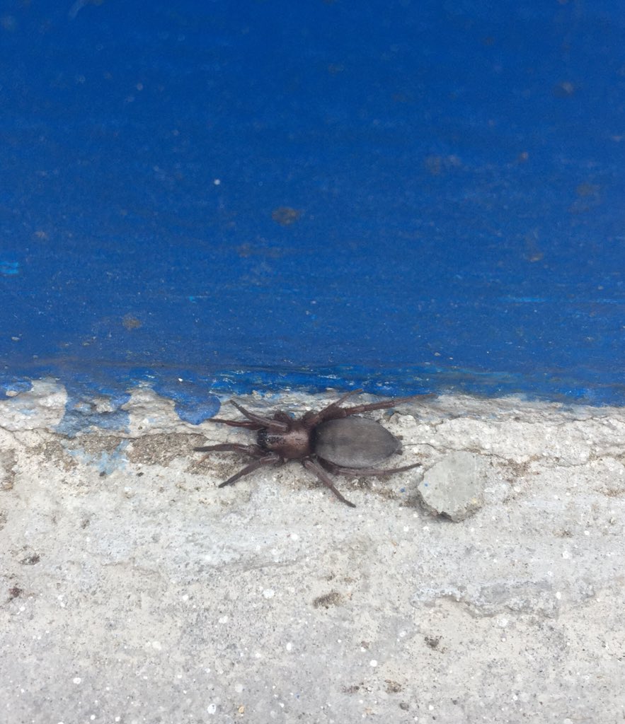 la_chax's tweet photo. Hoy, caminando con mis hijes, encontramos esta araña caminando. Era grande y fuerte. Cómo de arañas tampoco sé tanto, le mandé la foto a una amiga araneóloga y me dijo que son rebuena gente, e inofensivas. De la familia Clubionidae, son cazadoras activas #BichoDato https://t.co/CvHV2Bpynh