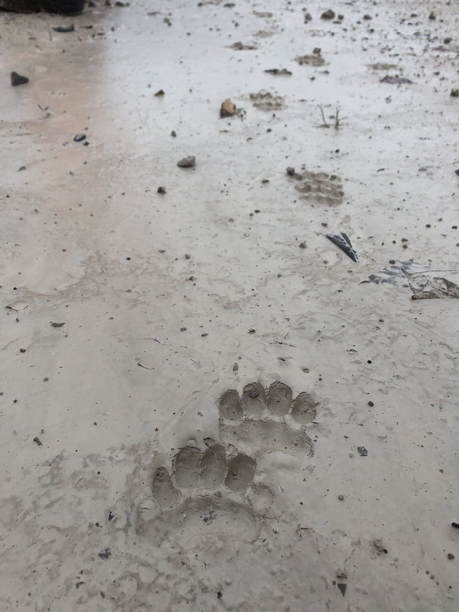 WhitcherWild's tweet image. I have a sneaking suspicion that a badger went this way! #badger #Badgers #badgerpath #footprints #quarry #peakdistrict