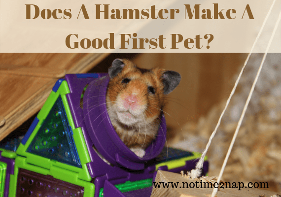 NoTime2_Nap's tweet photo. Does A Hamster Make A Good First Pet? https://t.co/P0ardE58uD https://t.co/uY3y5SCkb3
