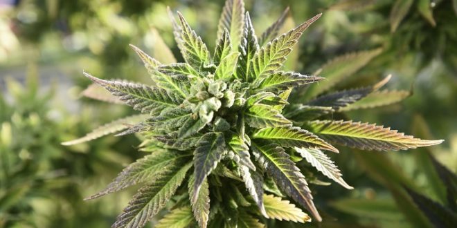 azmarijuana's tweet image. New Mexico Raises Marijuana Grow Limit from 450 to 2,500 Plants dlvr.it/R08mvp #az #arizona #cannabis