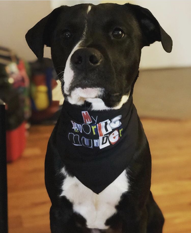 MyFavMurder's tweet photo. That’s one handsome, well-dressed fella. Good boy https://t.co/uFoWknZWsE

#MyFavoriteMurder #pupperino #murderino #SSDGM https://t.co/rQH8jYRdbc