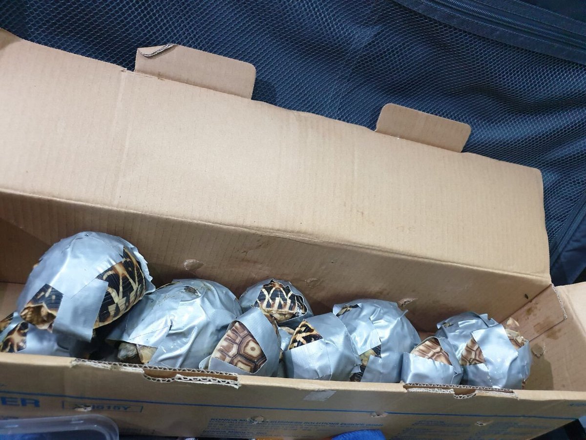 ajplus's tweet photo. Philippines police found over 1,500 rare turtles and tortoises tied up with duct tape at Manila's airport. The animals include at least one registered vulnerable species and would have sold for over $86K on the black market. https://t.co/Oil7t48PY2