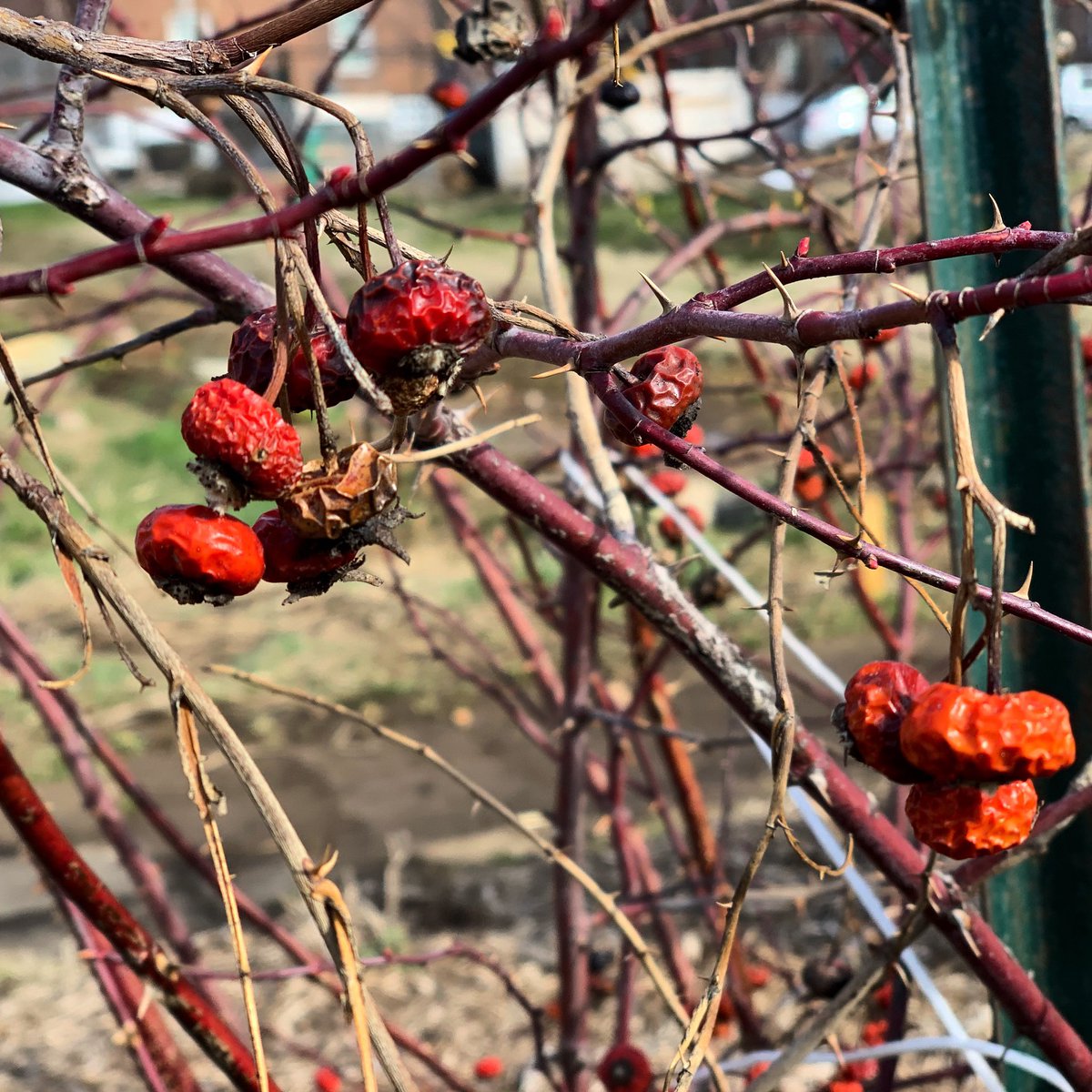 CmmnGoodCtyFarm's tweet photo. Thinking about spring and our upcoming home apothecary program with Little Red Bird Botanicals🌿🌿Click the link below to register now! https://t.co/hhTEWJJ7s1
#shawDC #bloomingdaleDC #ledroitparkDC #gardenDC #eventsDC #farmtotable #commongoodcommunity #pineappleDC #herbalism https://t.co/sPhbAlTNu8
