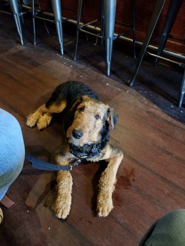 DementedBrewing's tweet photo. For Mutt Monday we wanted to feature a very appropriately named dog--Stout! Thank you for your visit with your humans, Stout!

#DementedBrewing #DogsOnTap #CraftBeer #DrinkLocal #NJCB #NJCraft #NJCraftBeer #NJBeer https://t.co/JkikIu8Nd1