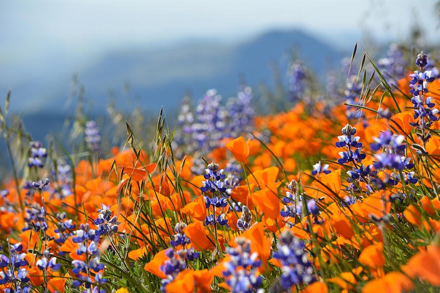 It's #WildflowerSeason! Five best #SoCal spots to view them! #CatalinaIsland ow.ly/sdi430nV0y3