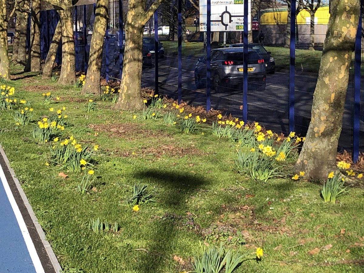 StMatthewsBL's tweet photo. Some of the 10,000 daffodils looking great this morning in the Austin Jackson memorial garden. @es_gardens https://t.co/KK7O2OfZqh