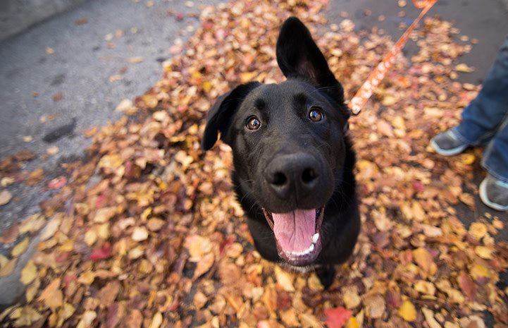 bestfriends's tweet photo. The need for foster homes remains critical in #Houston. Each year, nearly 220,000 animals are killed in #Texas shelters, simply because they don’t have a place to call home. Fostering for simply one week can help. Learn more and get involved: https://t.co/yw4bBaRw8B. #NoKill2025 https://t.co/22OUd62D5b