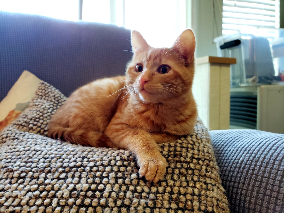 Readingcastle's tweet photo. @wendyorr We apparently found him 🤔🤗 In our house, we call him Jonesy 😻 https://t.co/LsN2zC3VcS