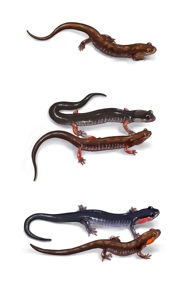 Quinnidae's tweet photo. This #SciArt piece comes with a lesson on #BatesianMimicry. On top is a harmless imitator salamander. When it occurs alone, it is mottled brown. The bottom images show how this same species copies the warning colors of poisonous Plethodon species where they co-occur. https://t.co/88aUdTaVAu