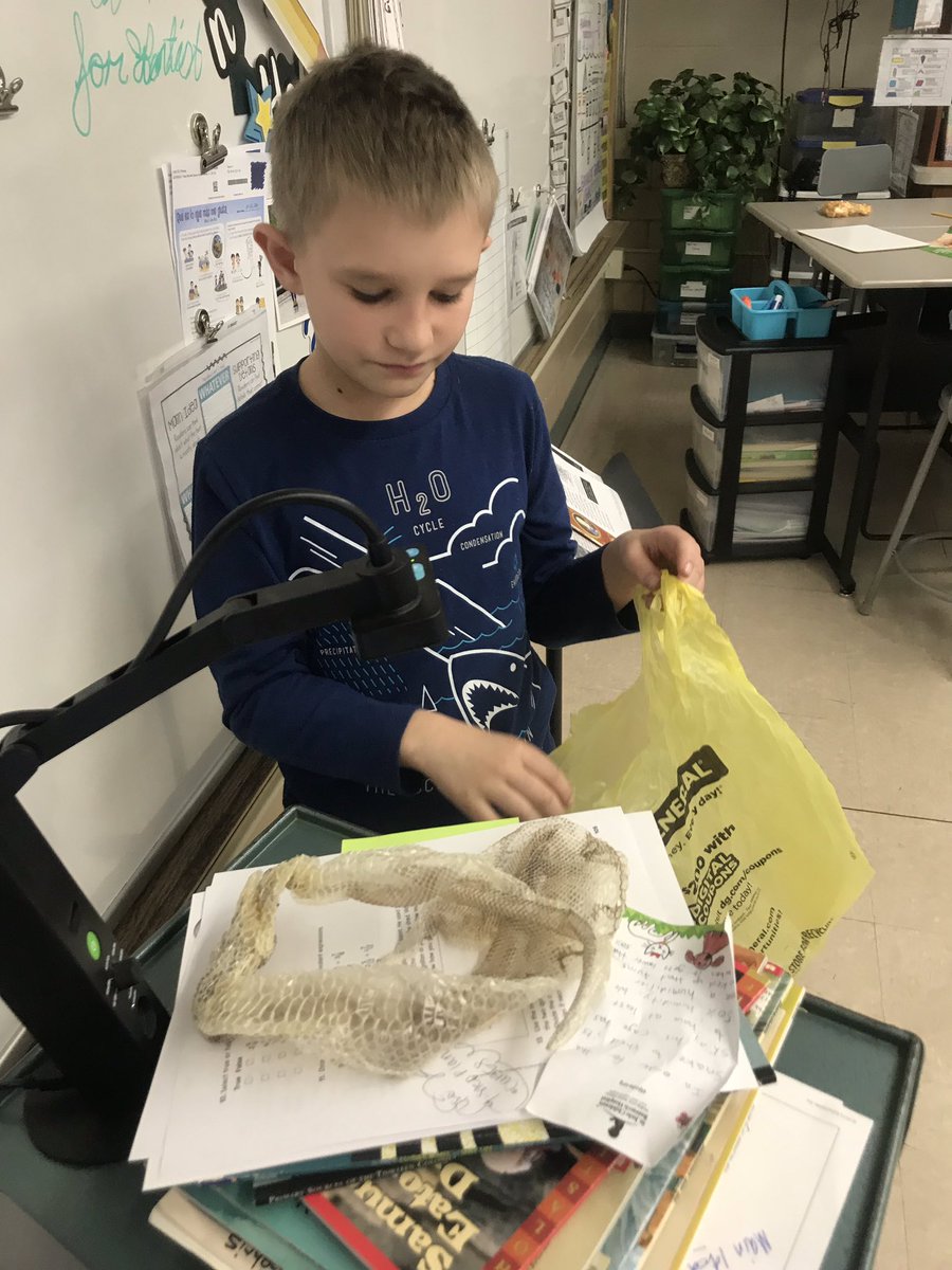 carriejosnyder's tweet photo. Thanks M for sharing your snake’s skin with us, off the heels of our Survival of the Fittest #STEMscope unit! #ILSchoolStories #NGSsuperheroHQ #ngsd66 https://t.co/rKeMddmwmm